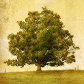 roosevelt thomas